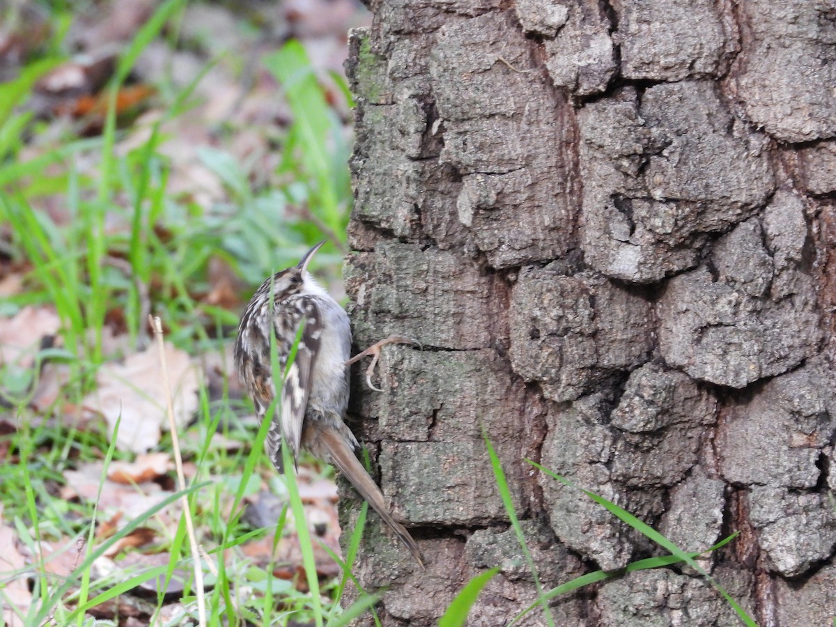 Short-toed Treecreeper - ML611794848