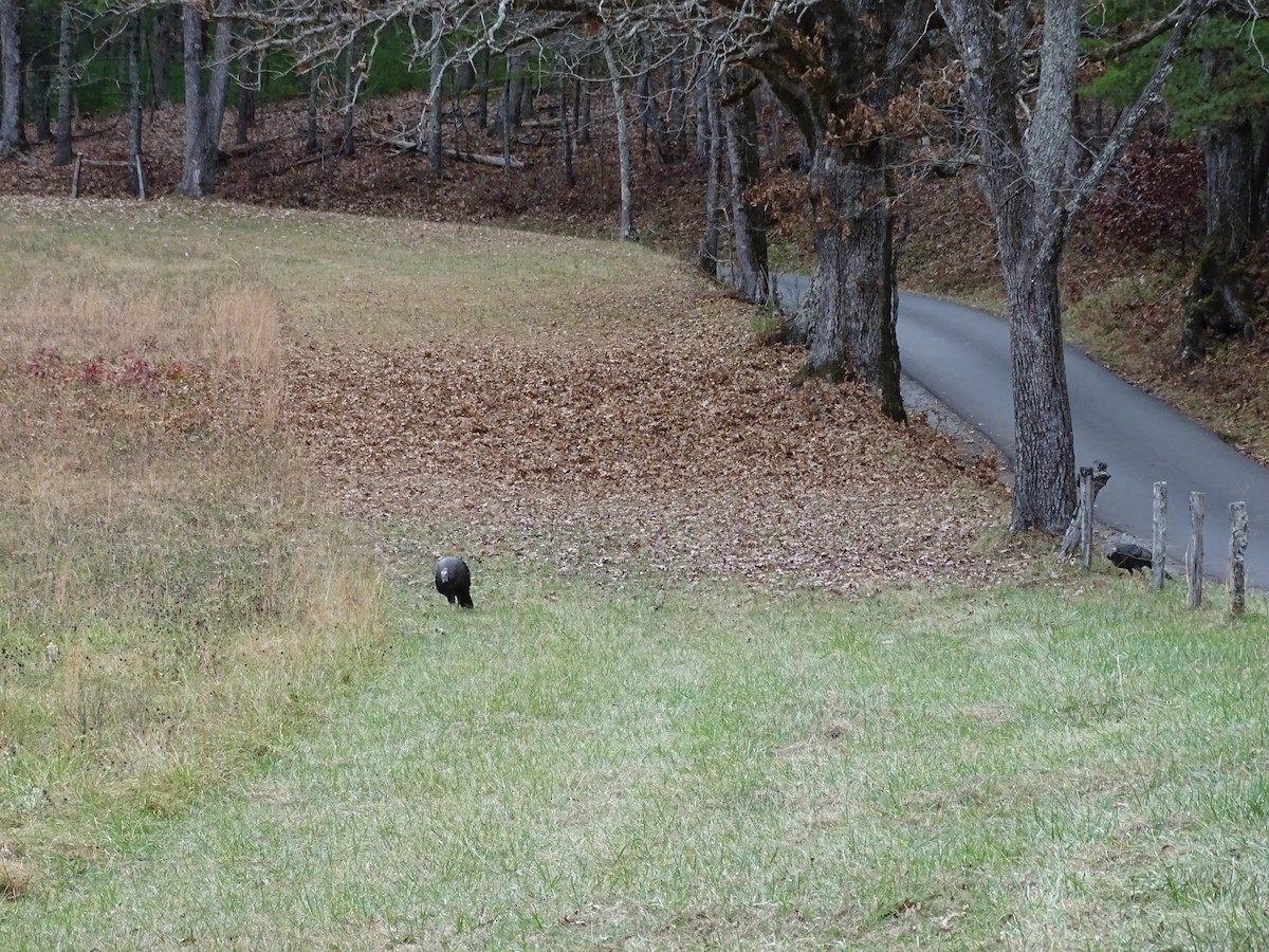 eBird Checklist 15 Nov 2023 Cades Cove Loop Trail 15 species