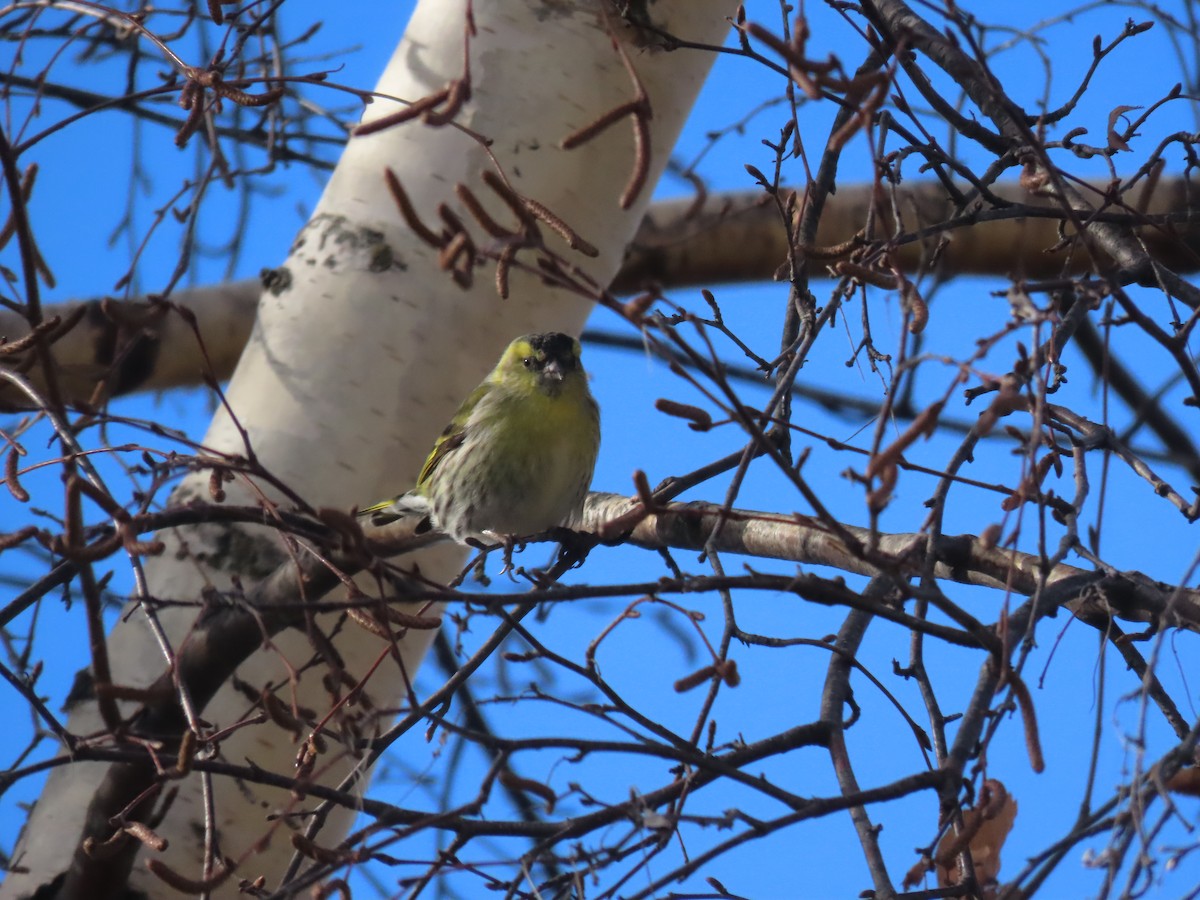 Eurasian Siskin - Miguel Diez Vaquero