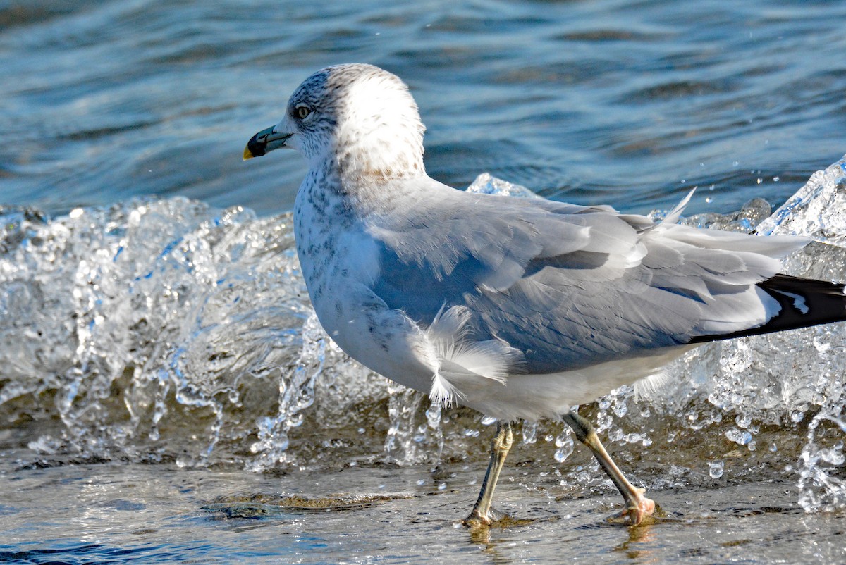 Ring-billed Gull - ML611795314