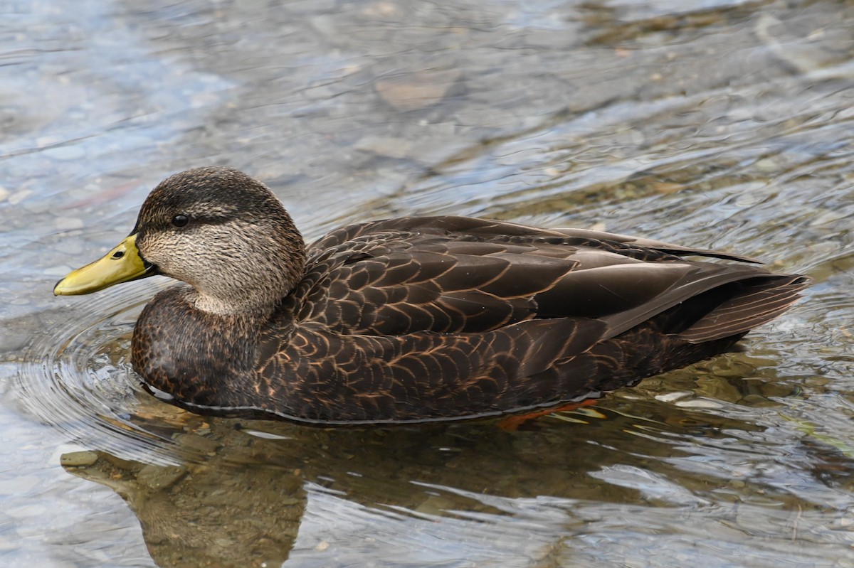 Canard noir - ML611795327