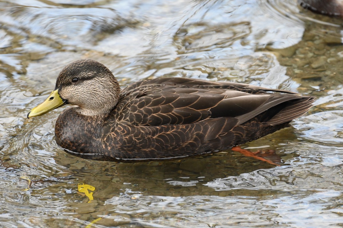 Canard noir - ML611795328