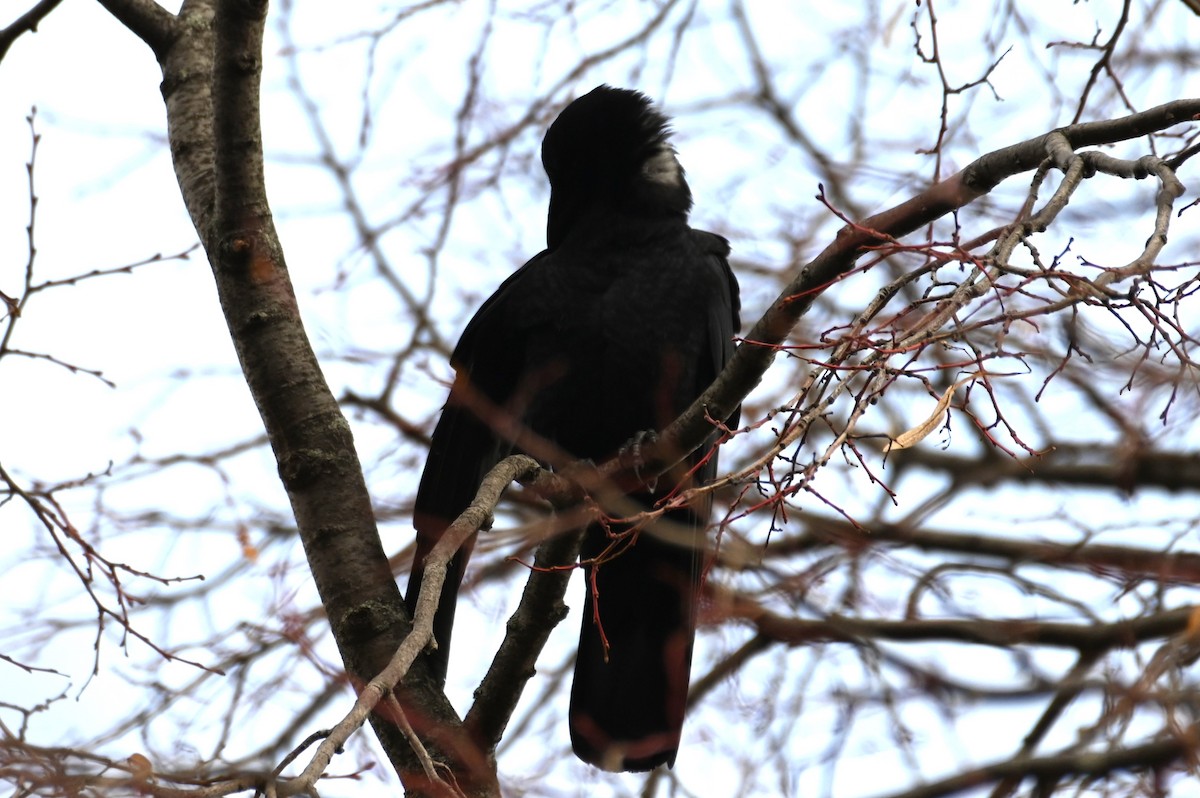 American Crow - ML611795334