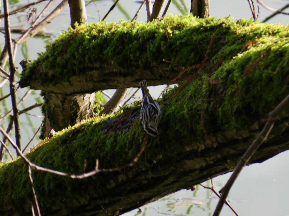 Black-and-white Warbler - ML611795353