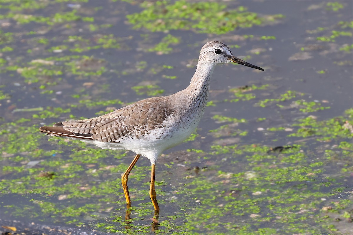 Lesser Yellowlegs - ML611795384