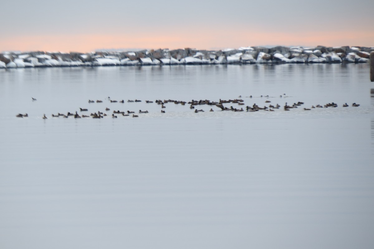 Mallard - ML611795390