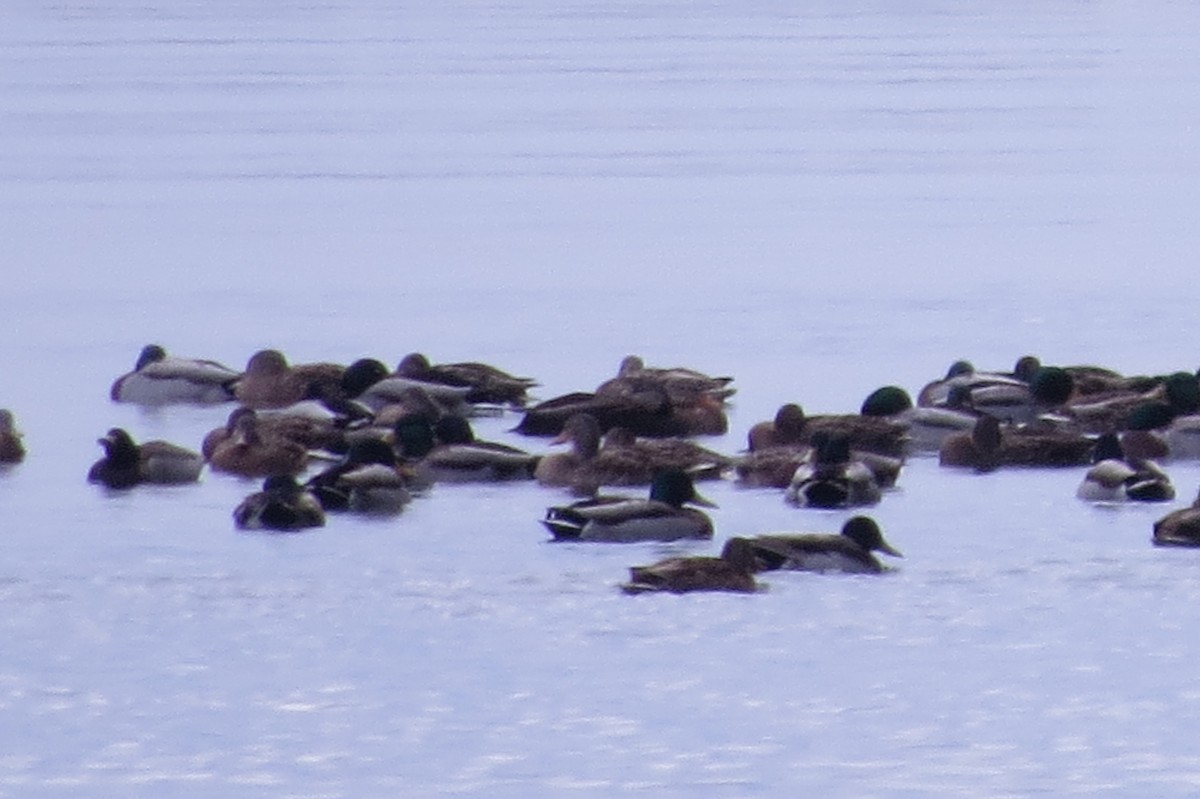 American Black Duck - ML611795396