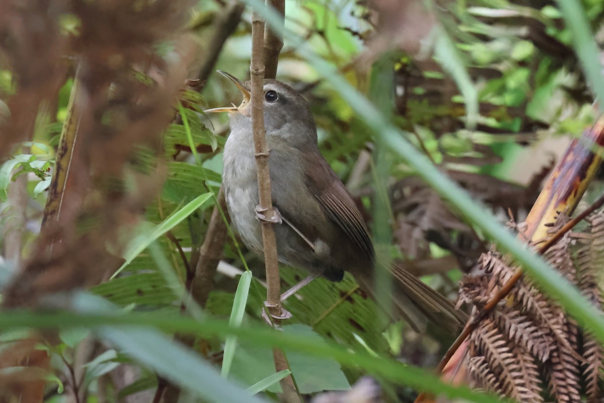 Philippine Bush Warbler - Vincent van der Spek