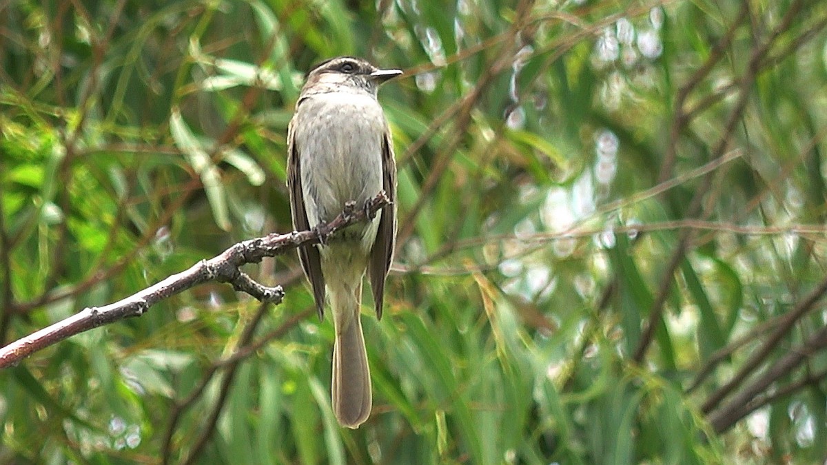 Crowned Slaty Flycatcher - Norberto Oste