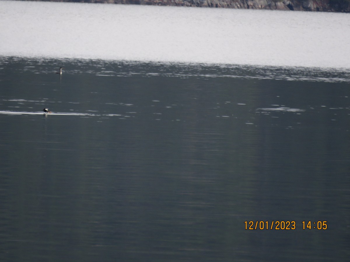 Red-necked Grebe - ML611795520