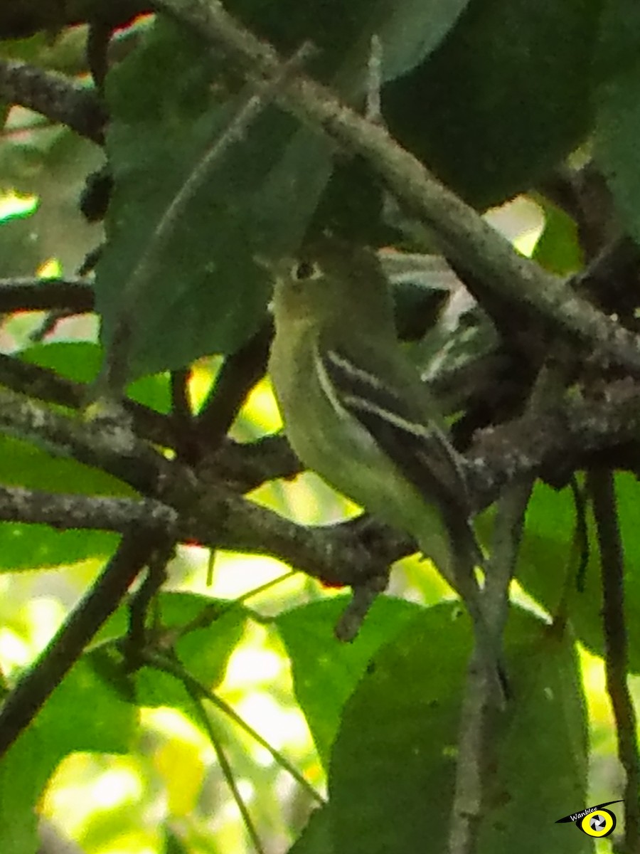 Yellow-bellied Flycatcher - Christophe Lecocq