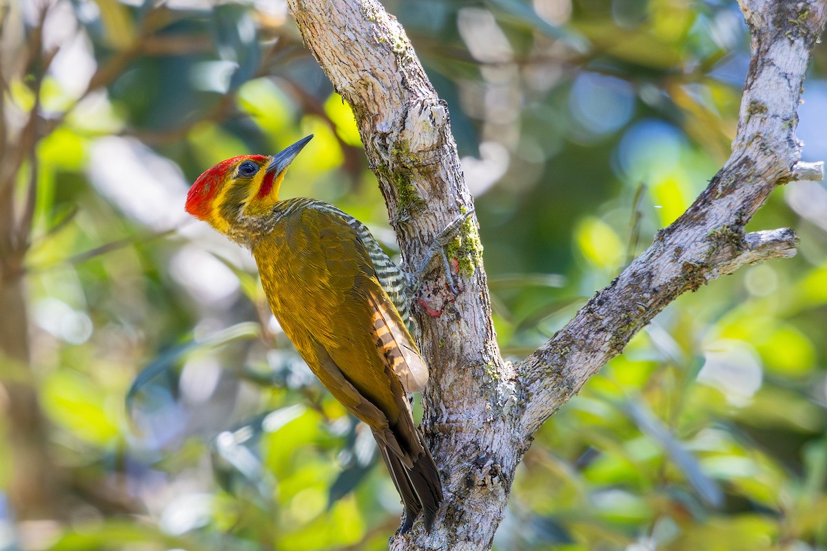 White-browed Woodpecker - ML611795660