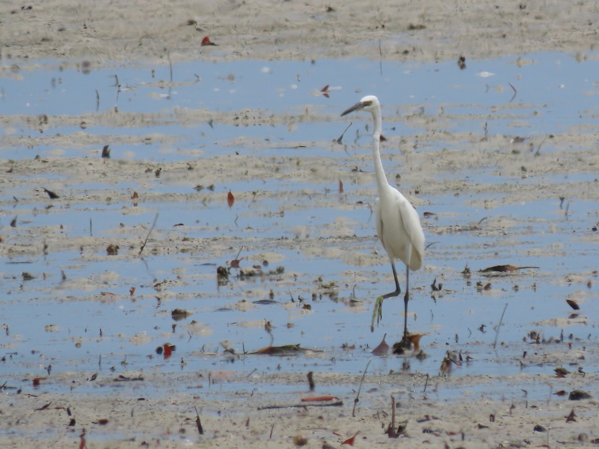 Little Egret - ML611795754