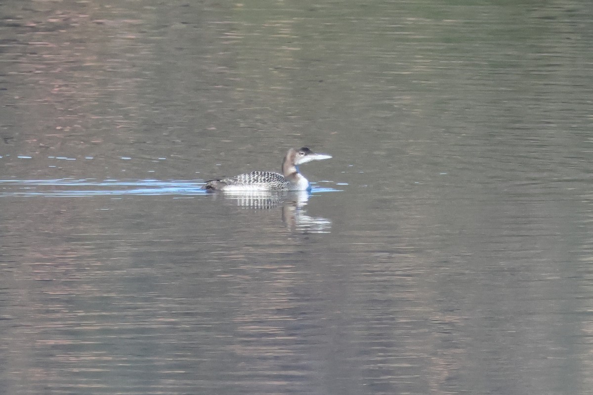 Common Loon - ML611795777