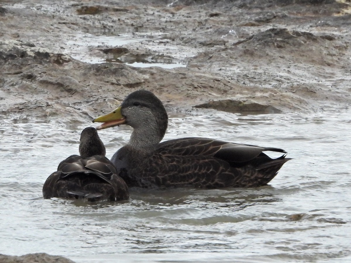 American Black Duck - Bonnie Lunde