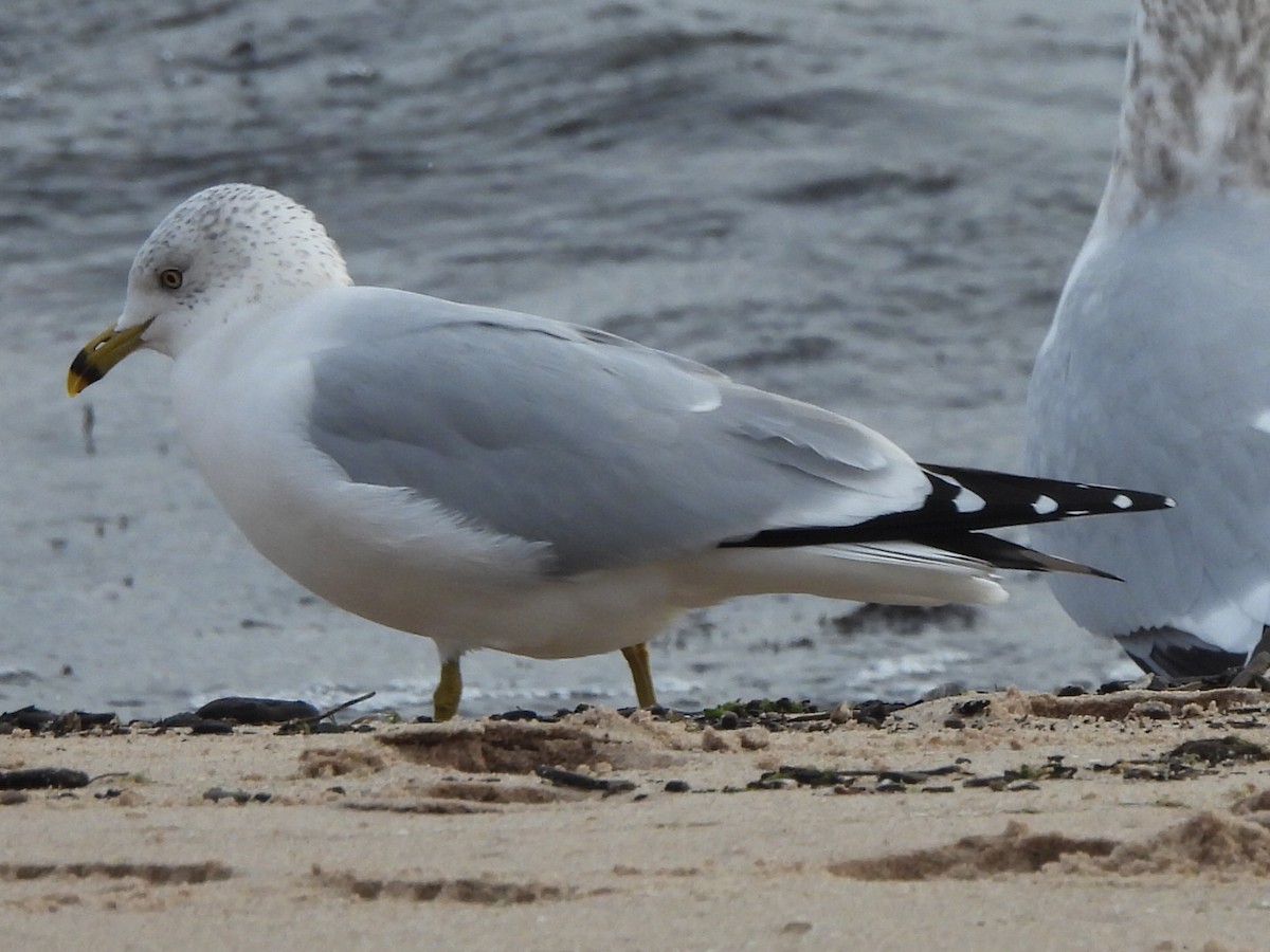 Ring-billed Gull - ML611795907