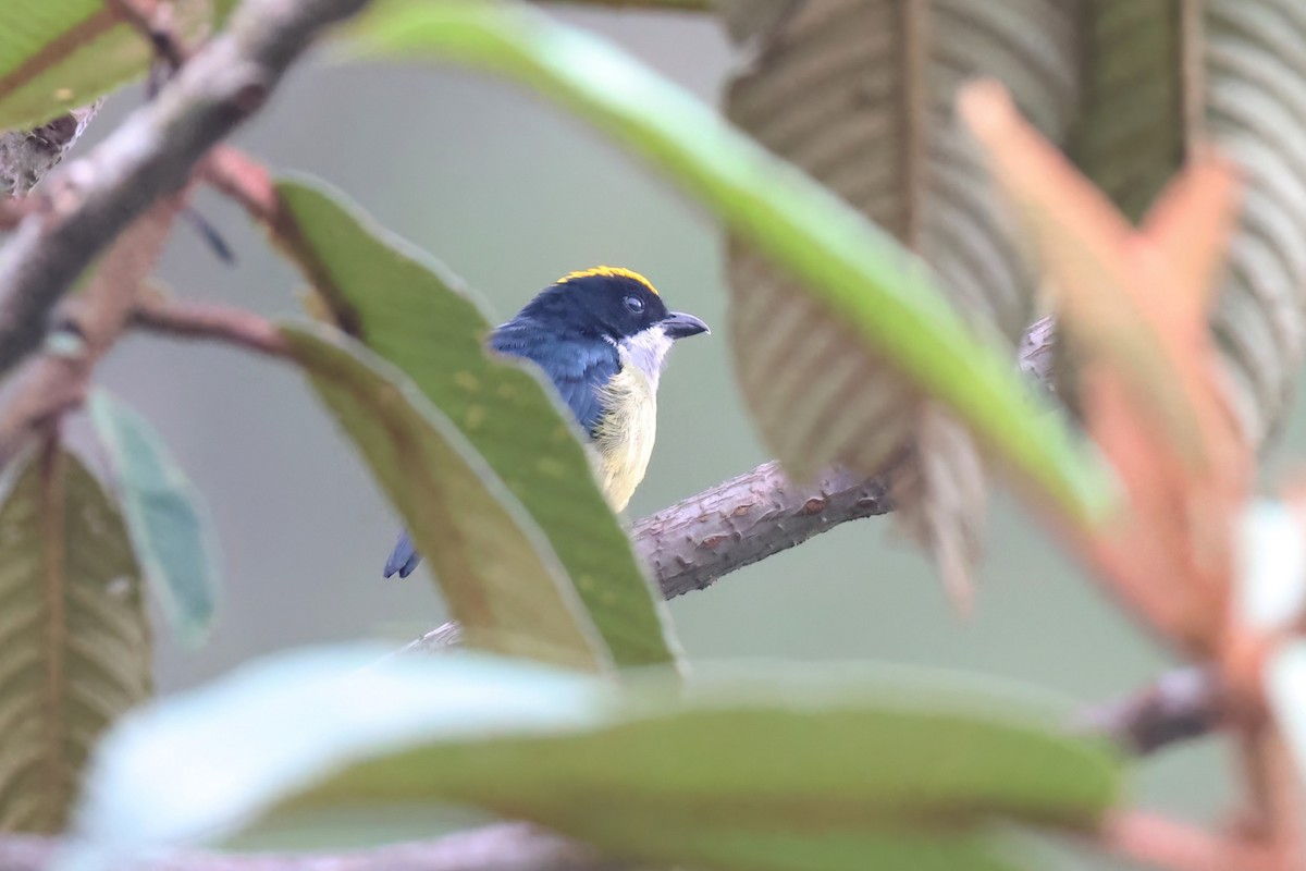 Yellow-crowned Flowerpecker - ML611795912