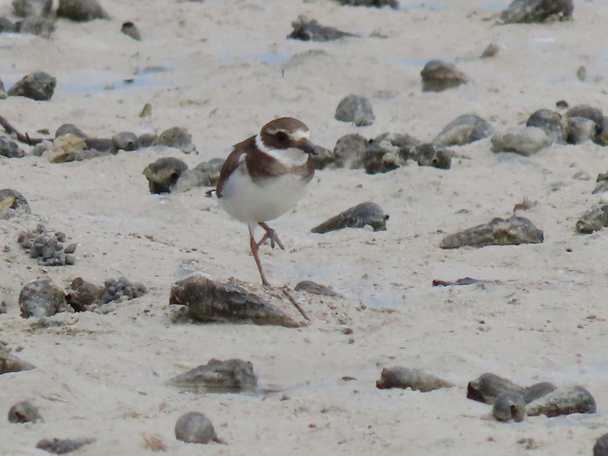 Common Ringed Plover - ML611795931