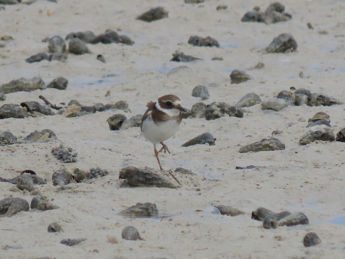 Common Ringed Plover - ML611795932