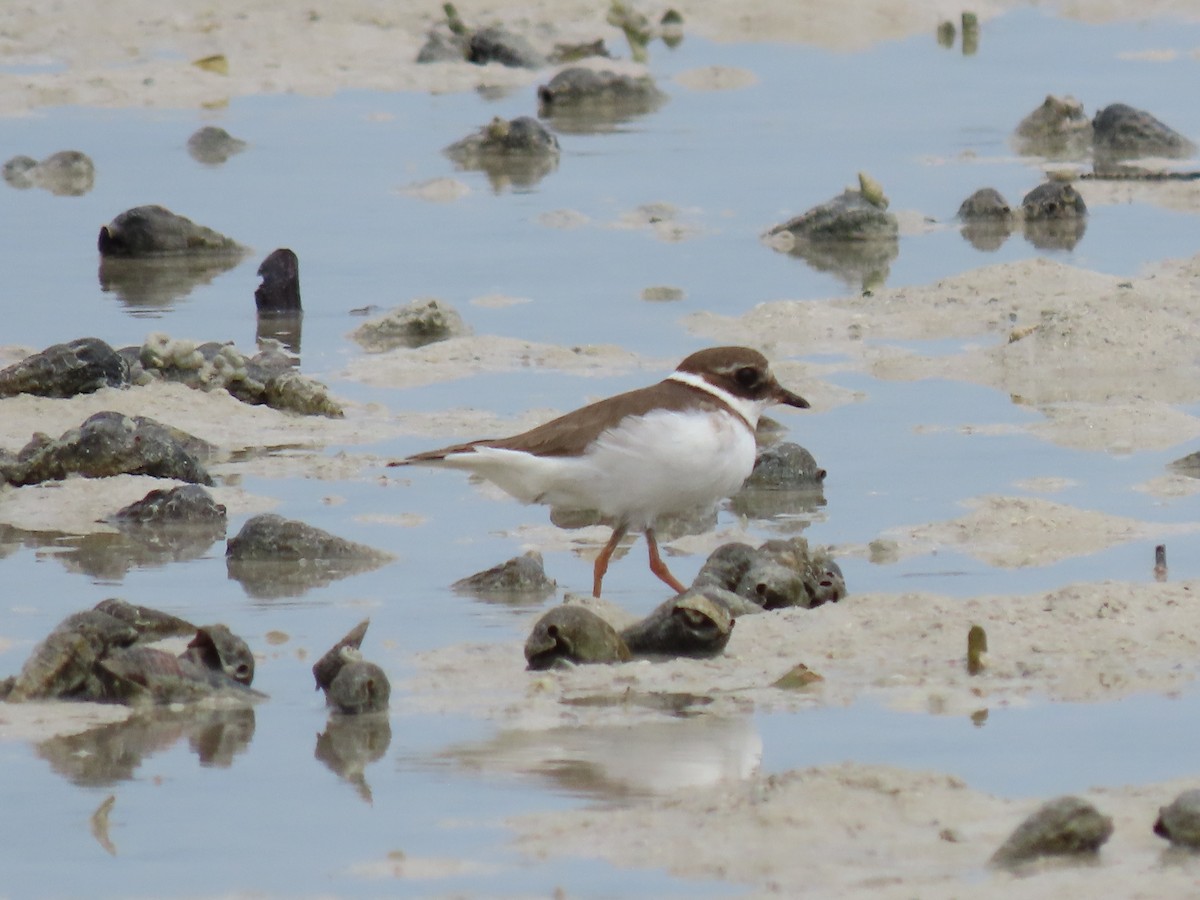 Common Ringed Plover - ML611795933