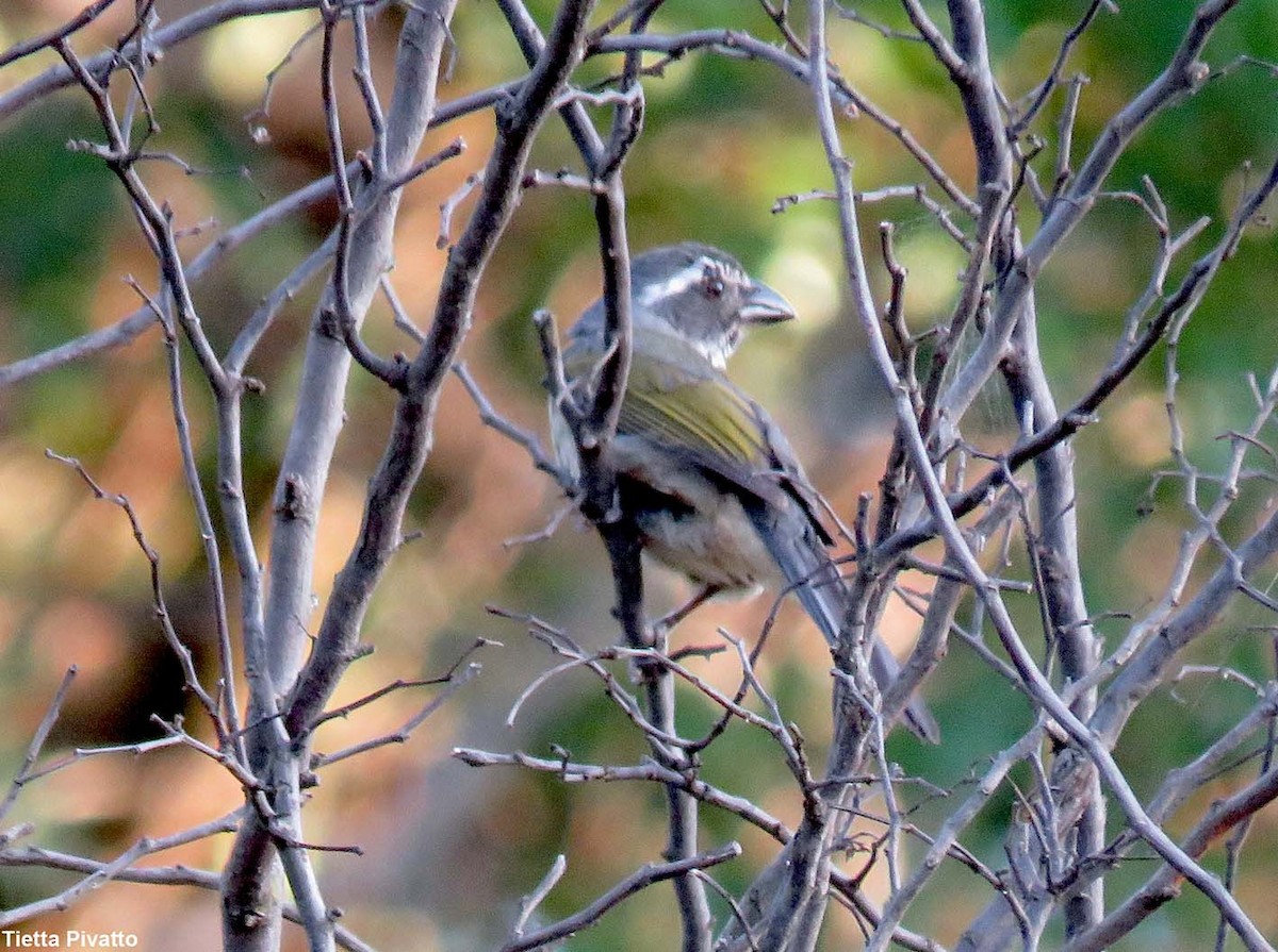 Green-winged Saltator - ML611795938