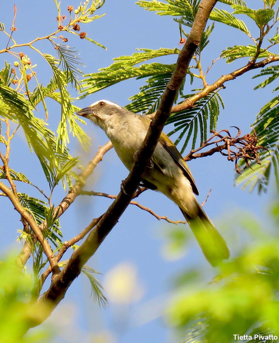 Green-winged Saltator - ML611795939