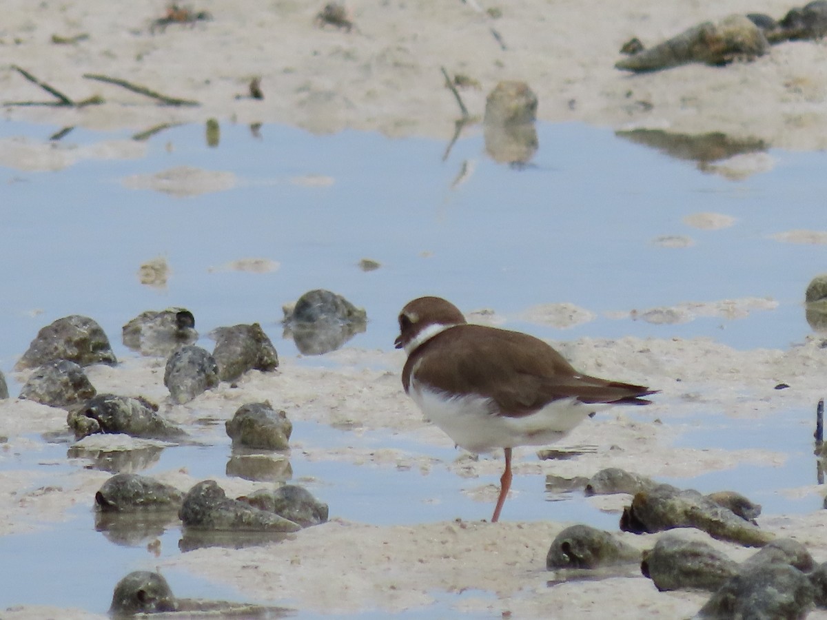 Common Ringed Plover - ML611795967