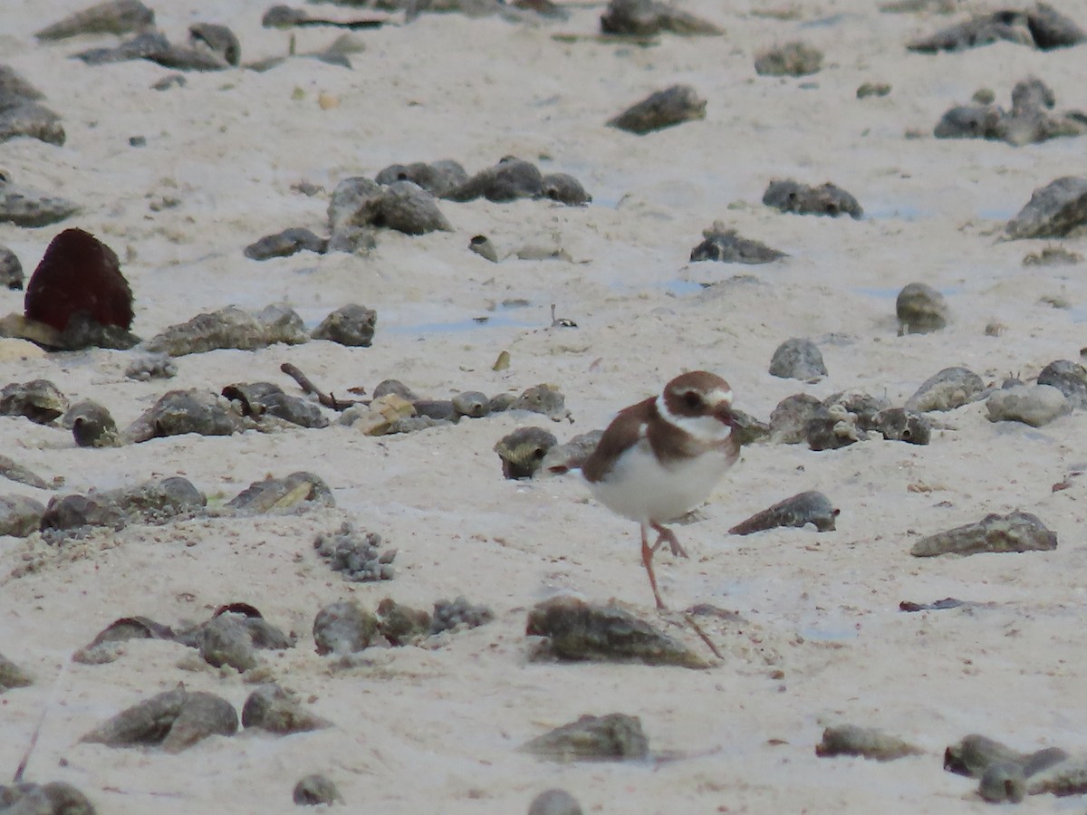 Common Ringed Plover - ML611795968