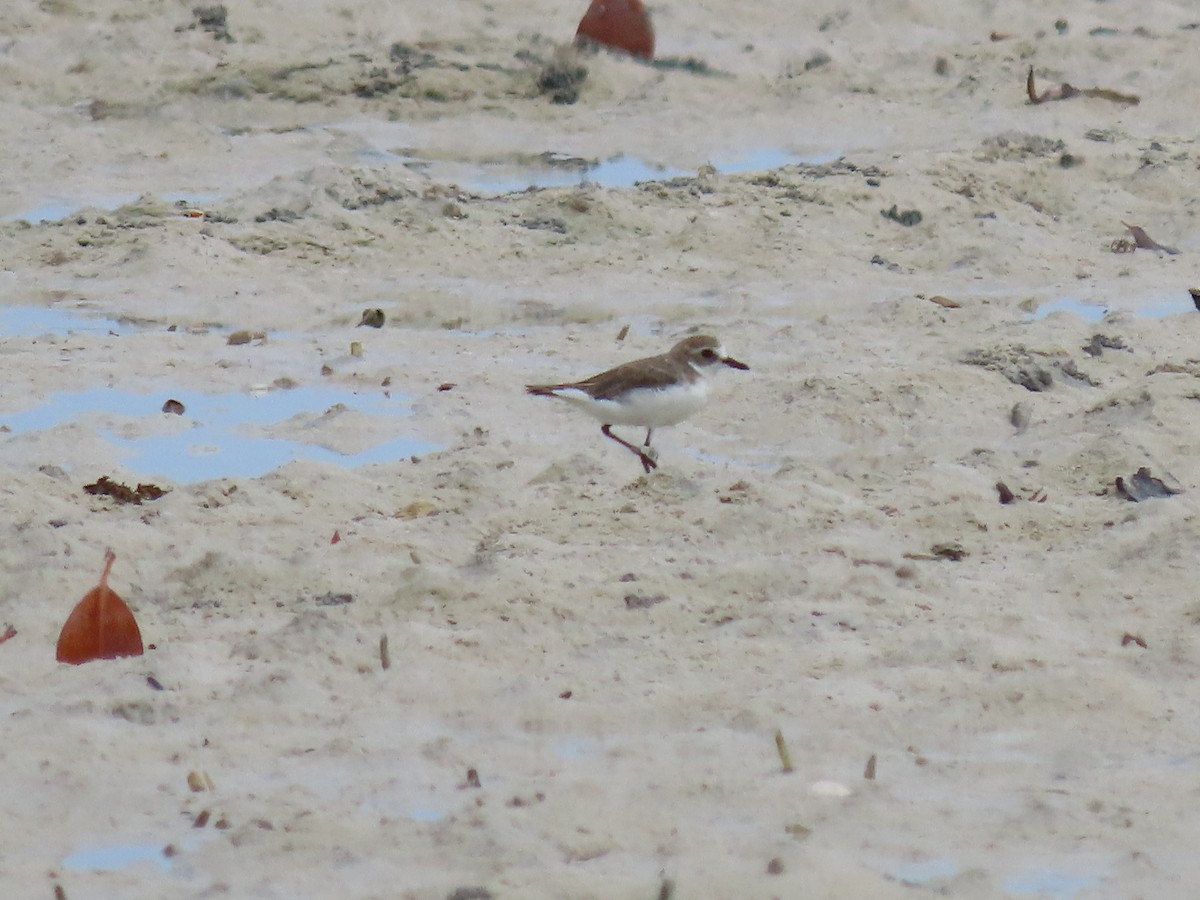 Tibetan Sand-Plover - Thomas Brooks