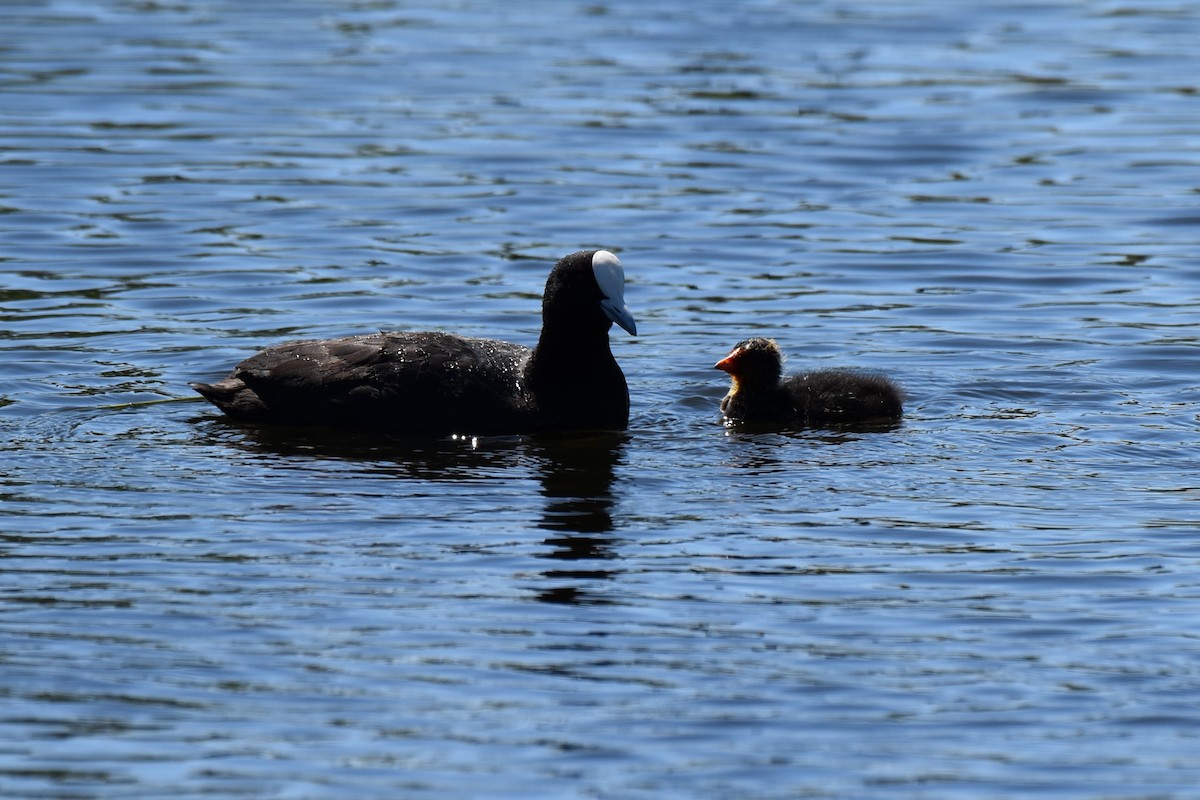 Eurasian Coot - ML611795993