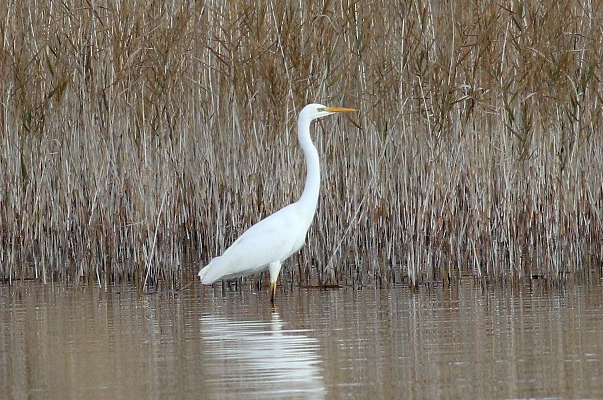 Great Egret - ML611796010