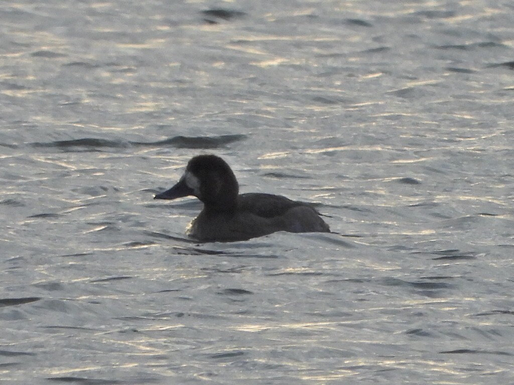 Greater Scaup - Bonnie Lunde