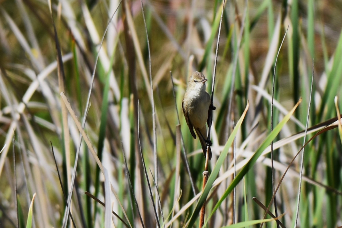 Australian Reed Warbler - ML611796022