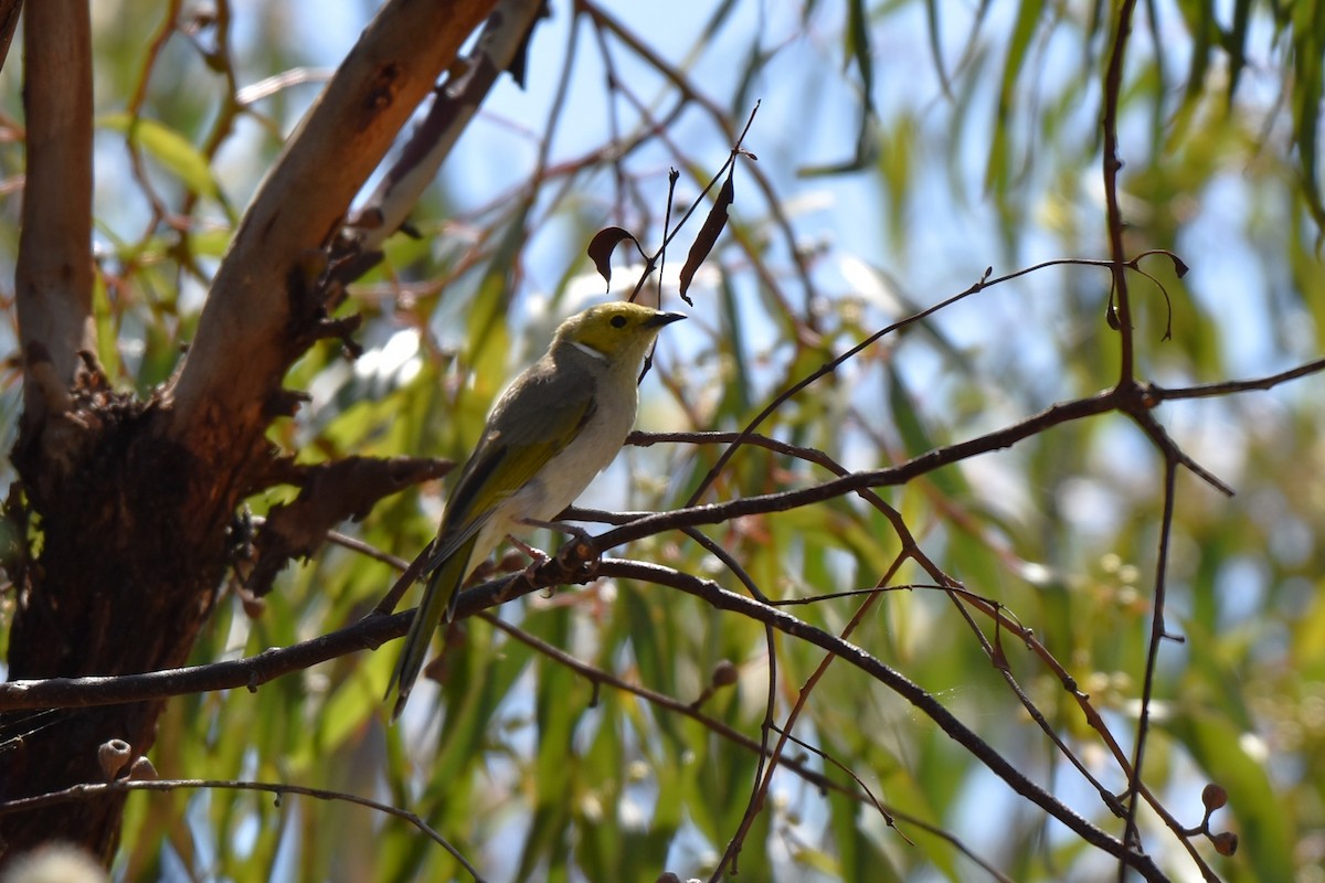 White-plumed Honeyeater - T Norris