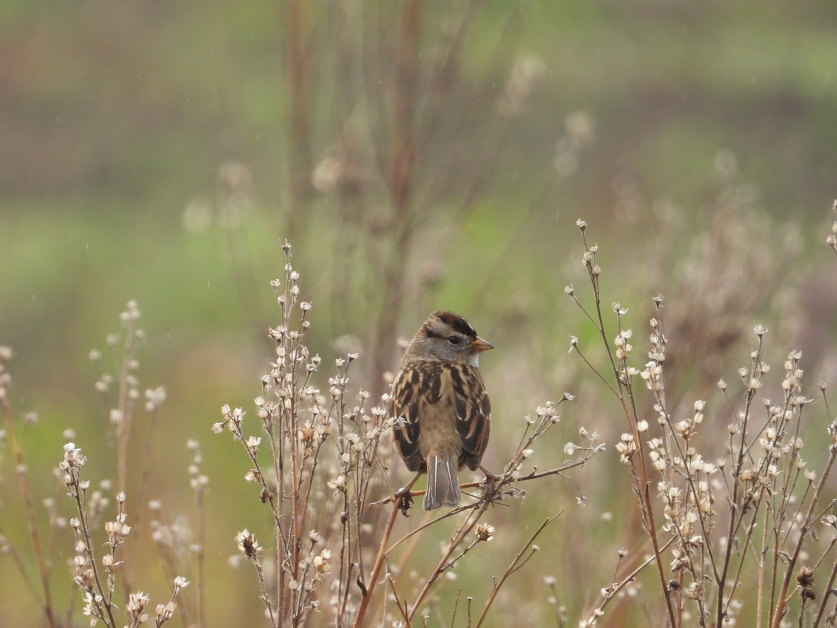 White-crowned Sparrow - ML611796108