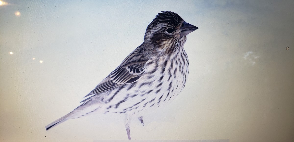 Cassin's Finch - ML611796114