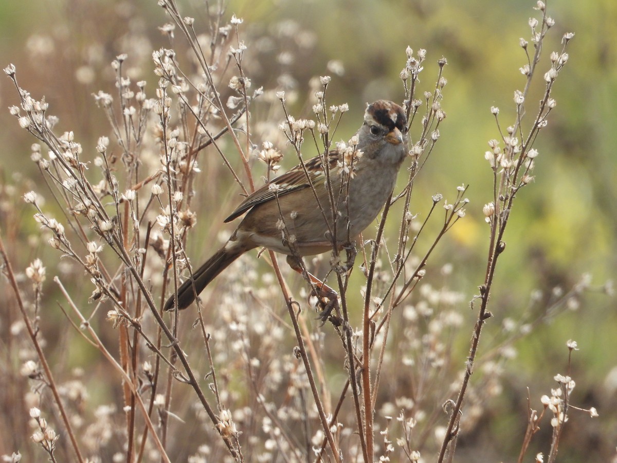 White-crowned Sparrow - ML611796116