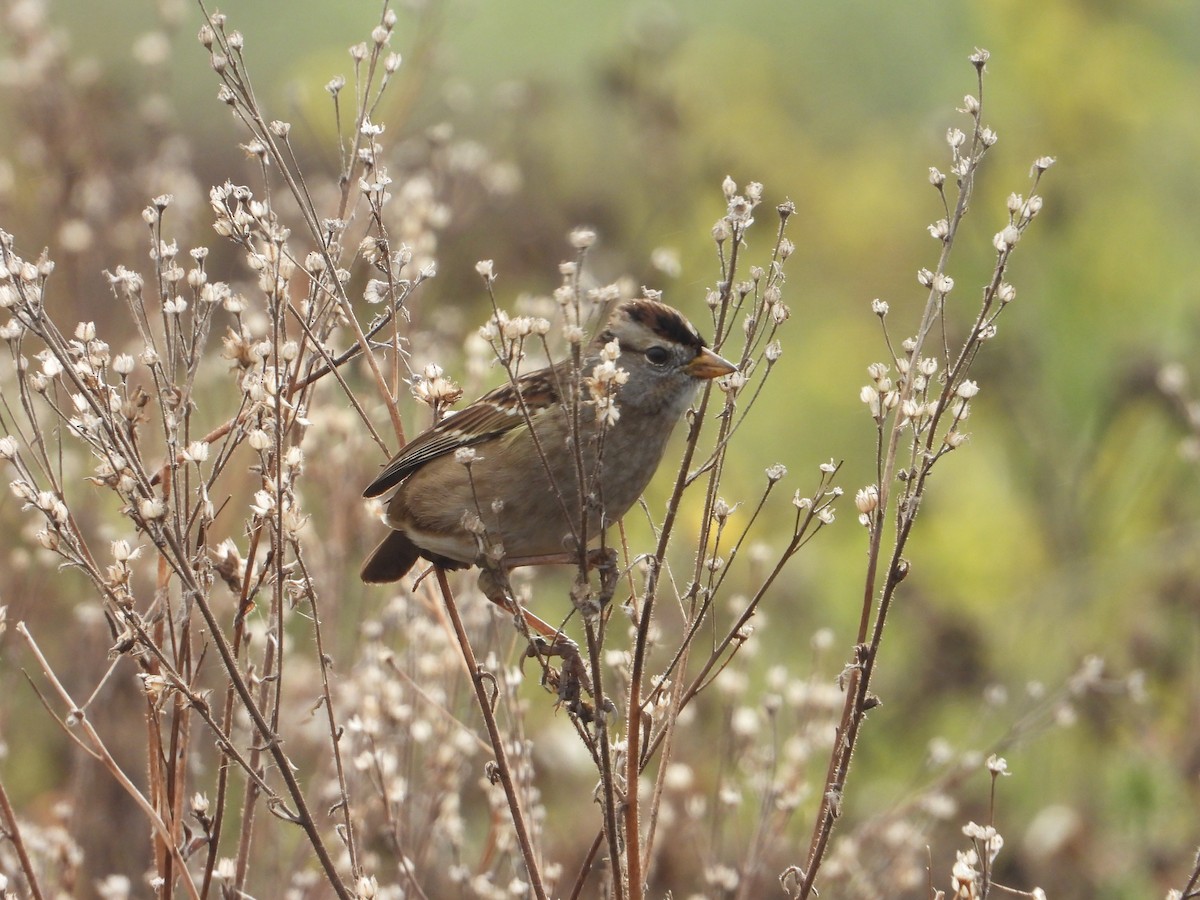 White-crowned Sparrow - ML611796117