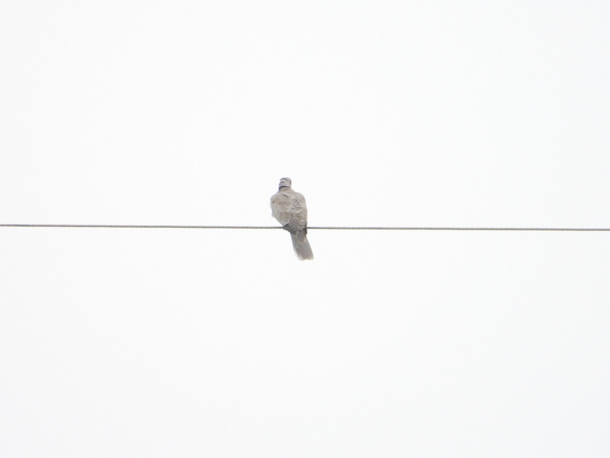 Eurasian Collared-Dove - Bill Holland