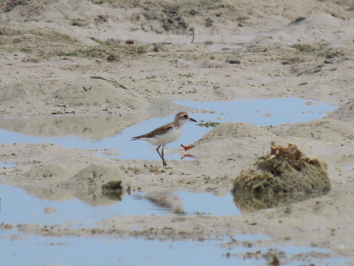 Greater Sand-Plover - Thomas Brooks