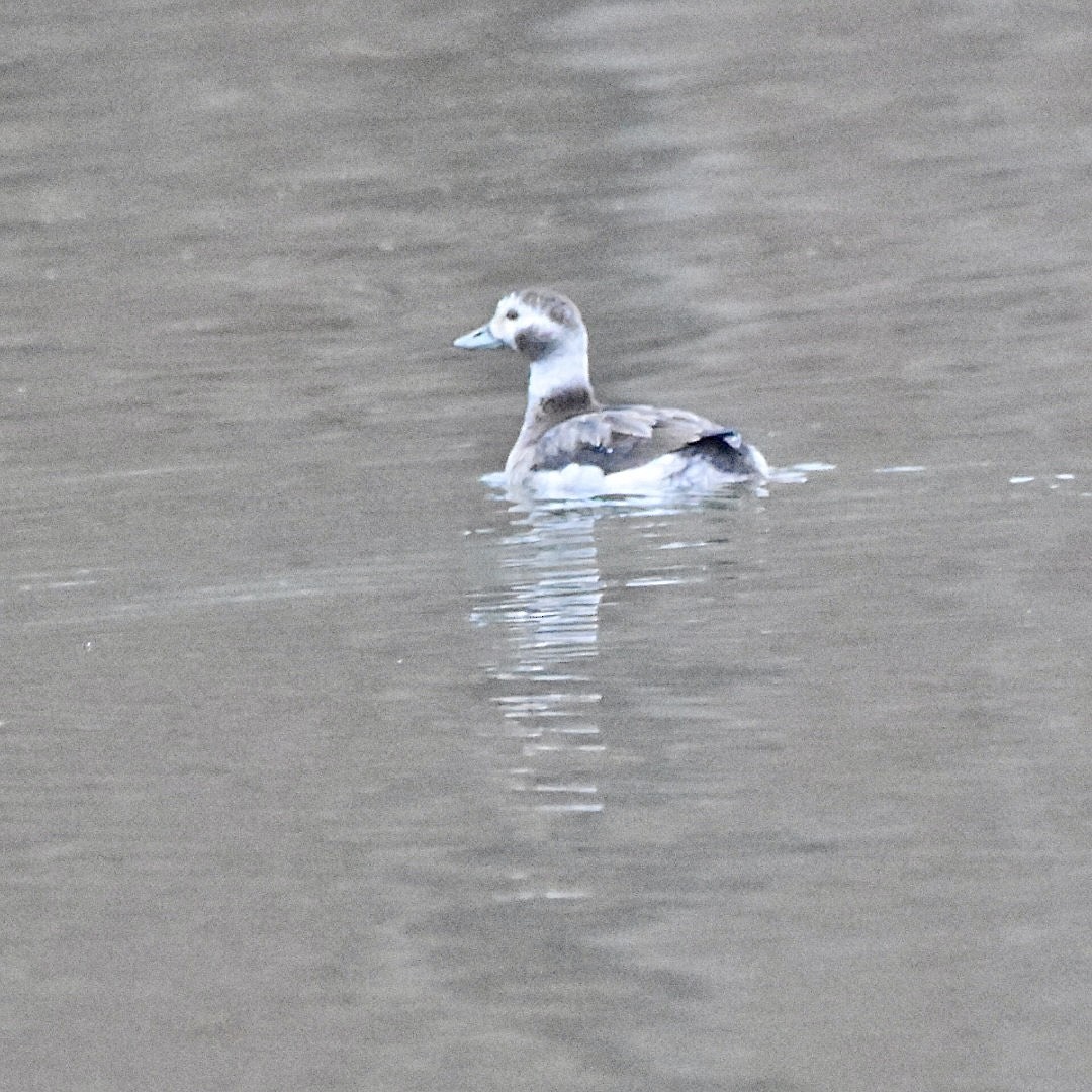 Long-tailed Duck - ML611796189