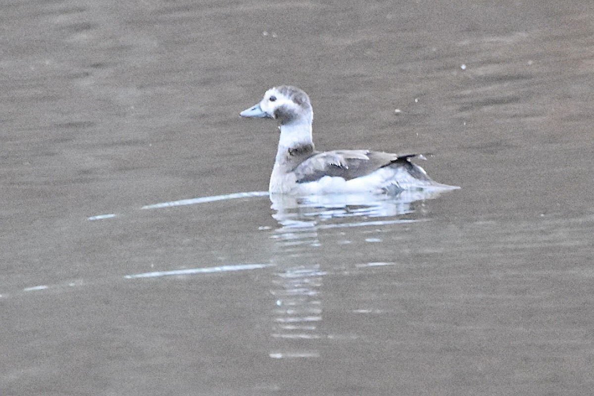 Long-tailed Duck - ML611796190