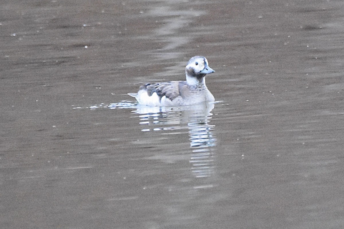 Long-tailed Duck - ML611796191