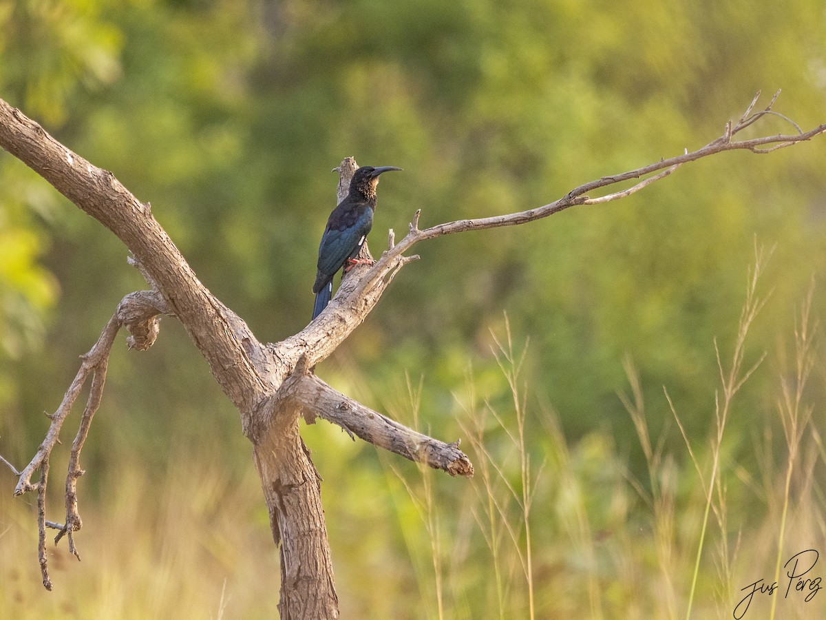 Green Woodhoopoe - ML611796196