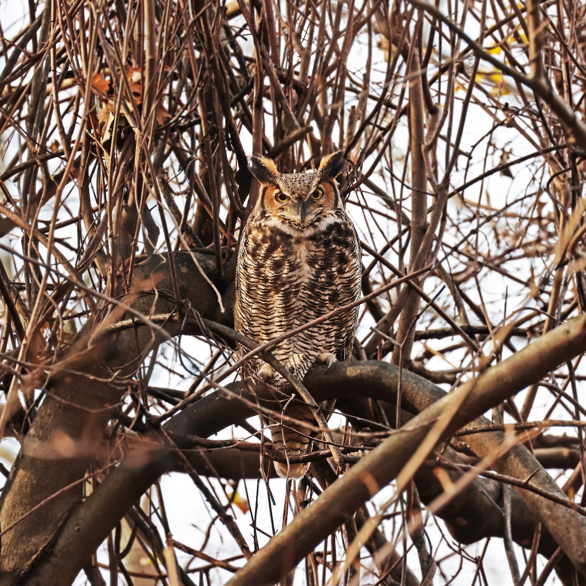 Great Horned Owl - ML611796199