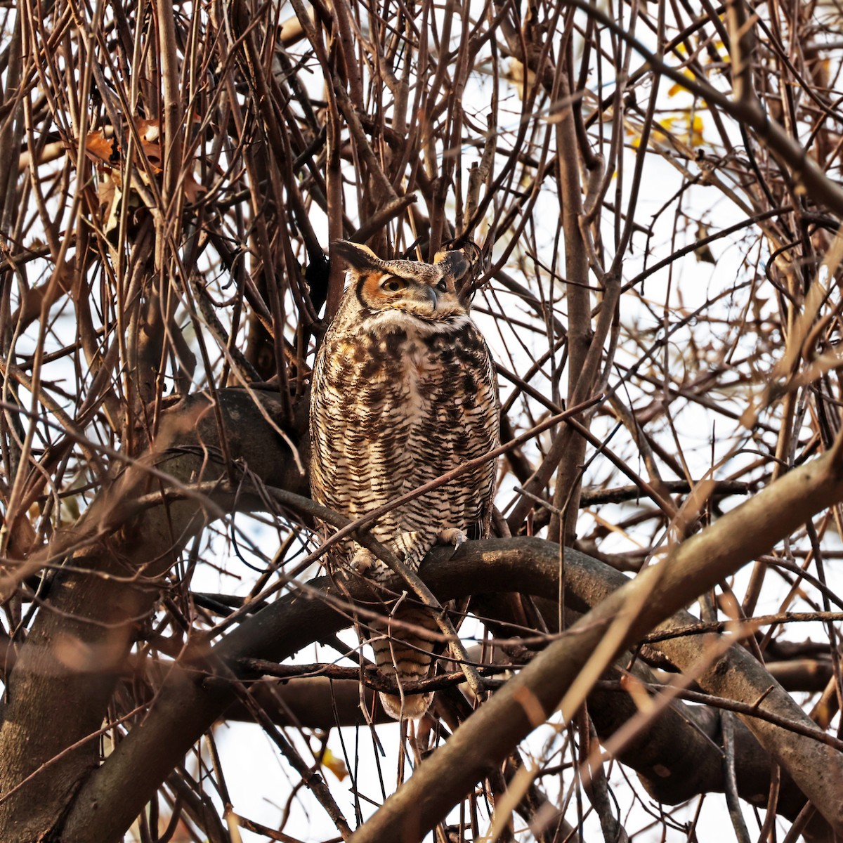 Great Horned Owl - ML611796200