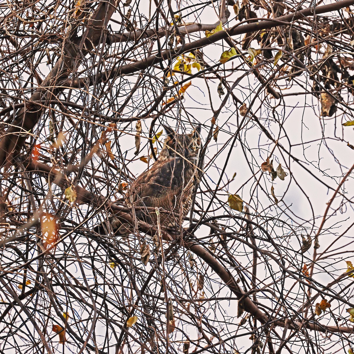 Great Horned Owl - ML611796201