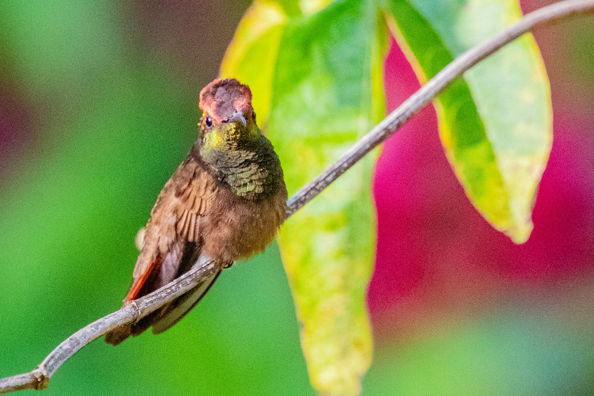 kolibřík červenohlavý - ML611796266