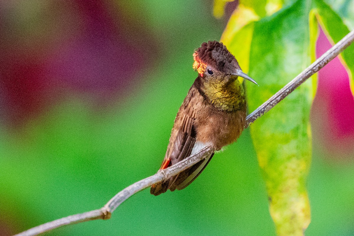 Ruby-topaz Hummingbird - ML611796274