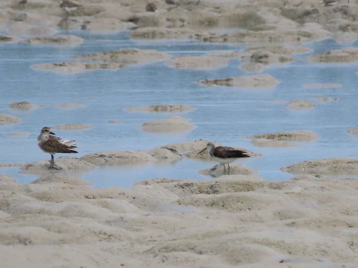 Common Greenshank - ML611796389